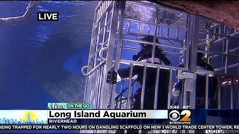 On The Go With Alex Denis: Swimming With Sharks Part 1