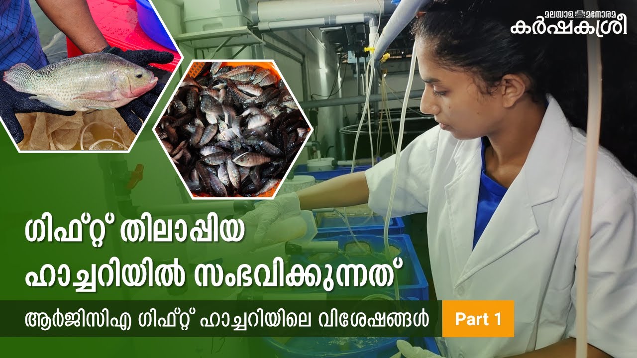 വല്ലാർപാടം ആർജിസിഎ ഗിഫ്റ്റ് ഹാച്ചറിയിൽ സംഭവിക്കുന്നത് - Part 1 | GIFT | Tilapia | Karshakasree