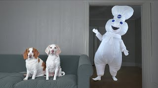 Dogs Surprised by Dancing Doughboy Prank! Funny Dogs Maymo & Potpie vs Giant Cupcake & Donut