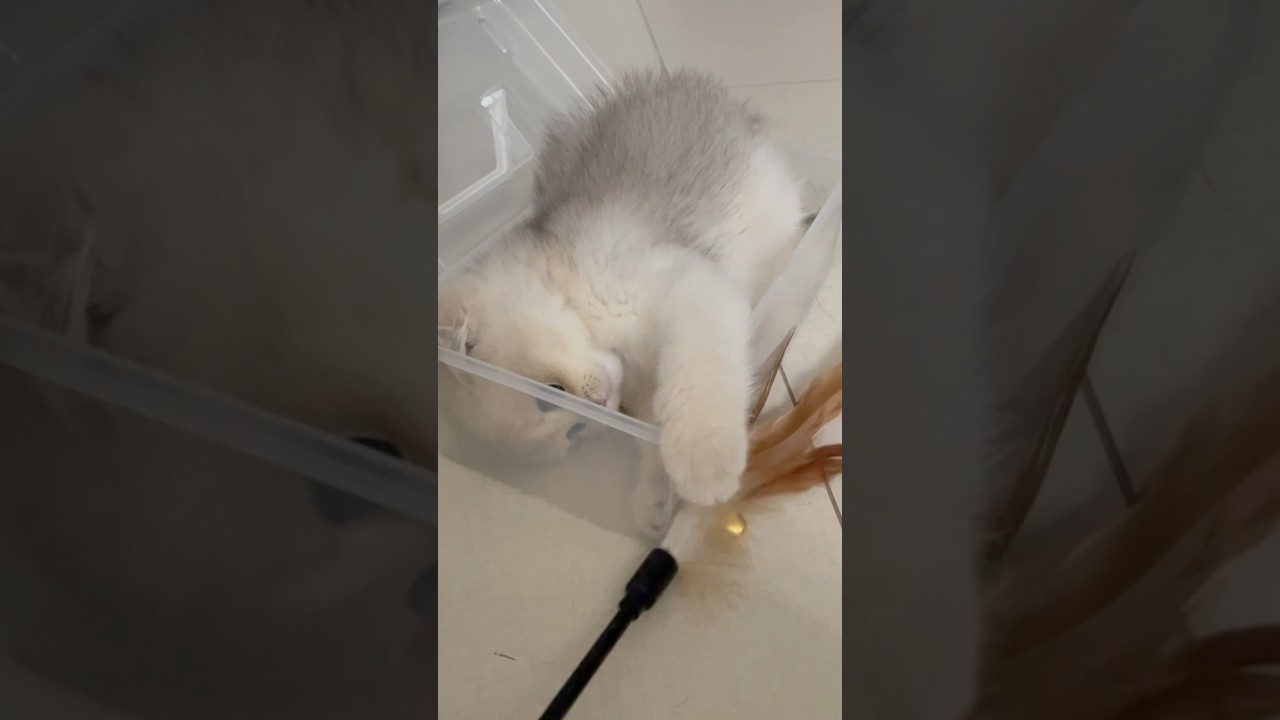 2 month old kitten cat playing with feather inside transparent box