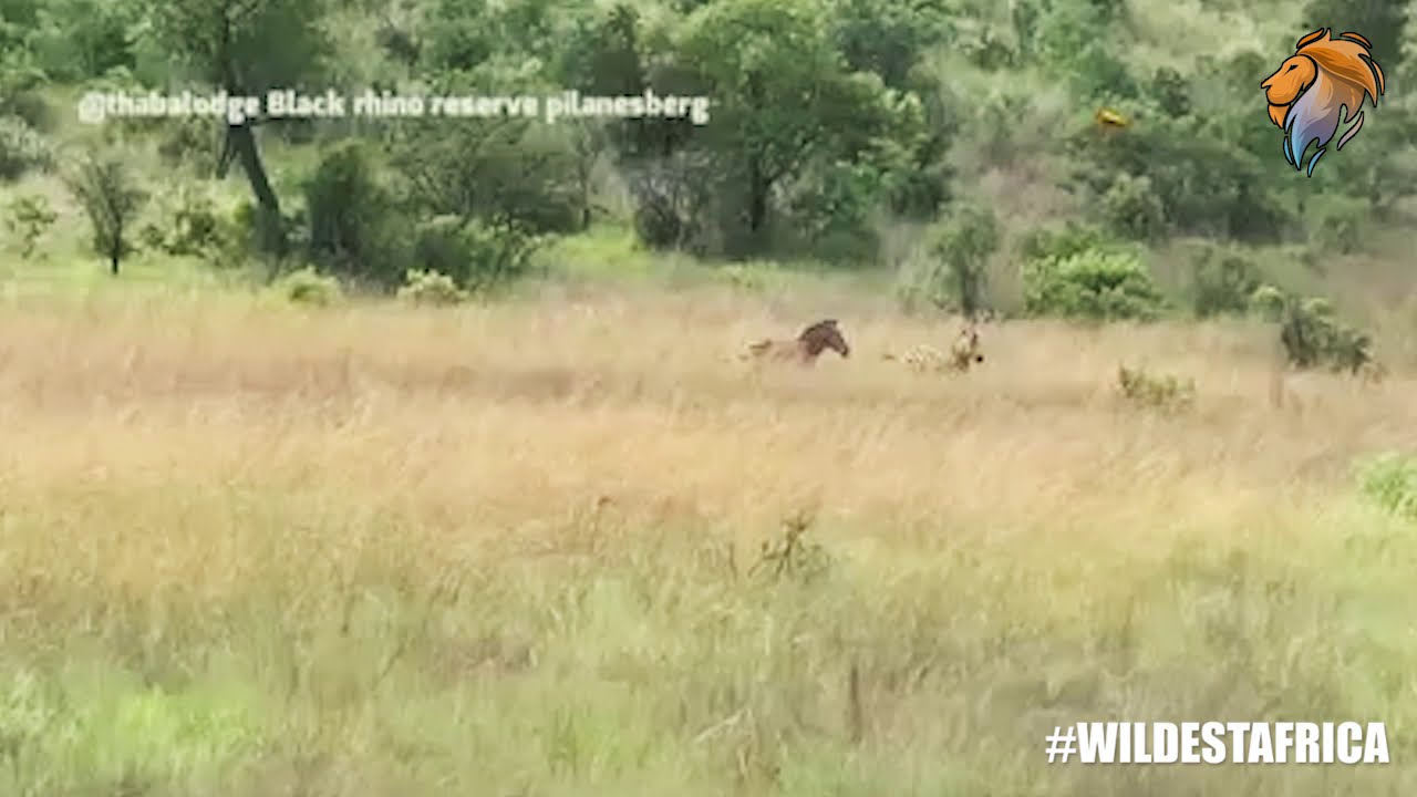 Cheetah Hunting Zebra | Wildest Kruger Sightings