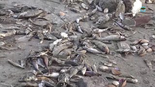ظاهرة نفوق الأسماك.. الأسباب والحلول ... محافظة عدن