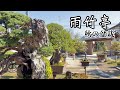 雨竹亭 "秋の盆栽"／Uchiku-tei  "Autumn bonsai"