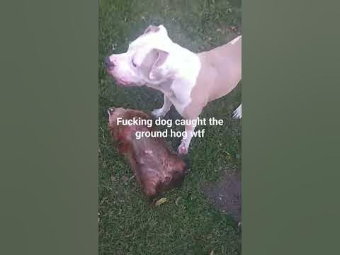 Pitbull kills groundhog - YouTube