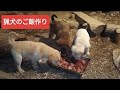 猟犬たちのご飯作り