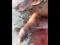 c'est une scène tragique dans la ville de Douala Cameroun #funnyideas #funniestvideo