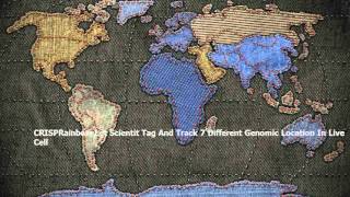 CRISPRainbow Lets Scientists Tag And Track 7 Different Genomic Locations In Live Cells