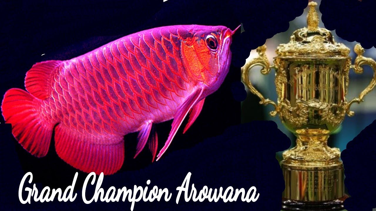 Most Beautiful & Expensive Arowana Fish care | Common