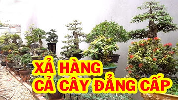 Xả hàng cuối năm cả cây đẳng cấp rẻ như cho không - bonsai trees is cheap