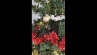 Owner Found His Cat Hiding In The Middle Of The Christmas Tree