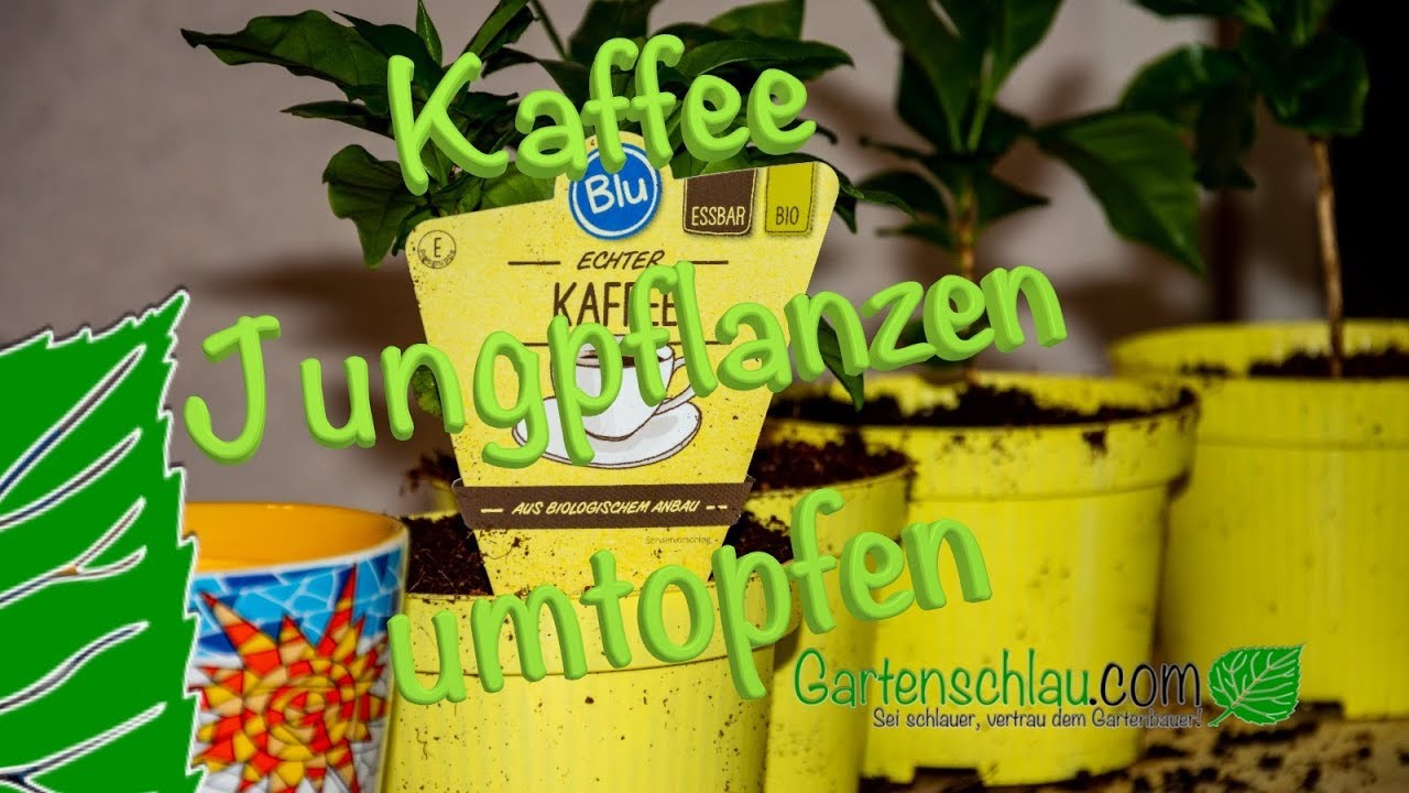 Kaffeepflanze umtopfen: Topf, Substrat und Pflanztiefe