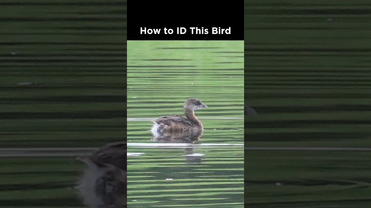 Can you identify this waterbird?