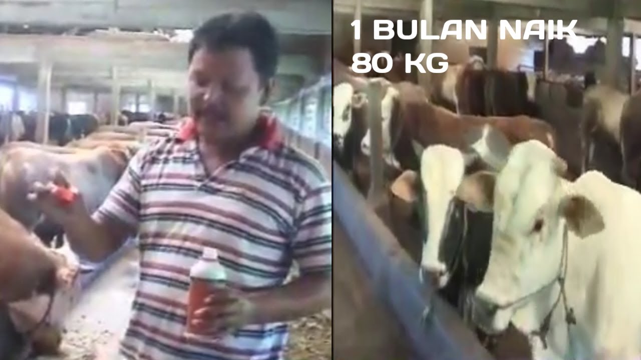 Cara ternak sapi cepat gemuk - obat gemuk sapi 