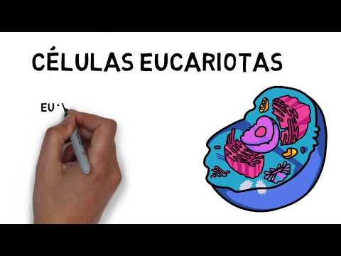 Video: ¿Solo las células eucariotas tienen núcleo?
