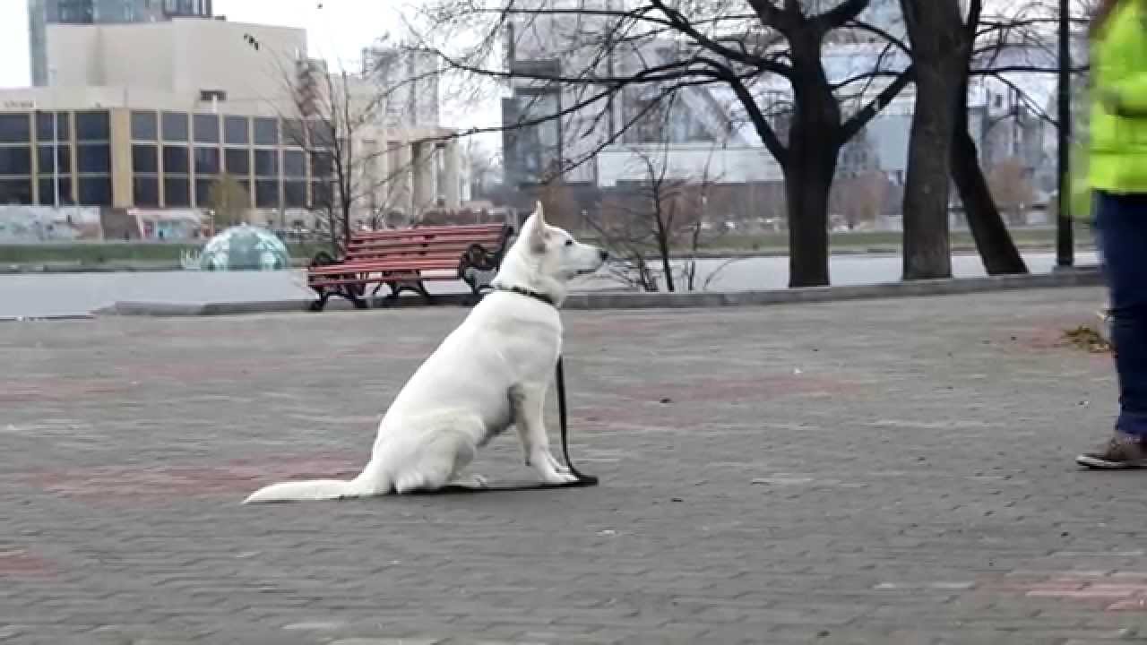 Артас БШО 4,5мес. Дрессировка щенка. Белая швейцарская овчарка.