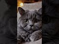 AI generated cats on Microsoft's Bing video generator.  Pretty realistic.