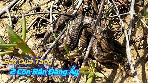 Câu Cá Thồi Lòi Khu Ruộng Muối Bắt Gặp Cặp Rắn Đang Giao Lưu | Gia Đình Cần Giờ .5 |