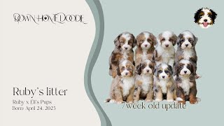 Ruby x Eli's Micro Bernedoodle Puppies | Down Home Doodle — 7week old update