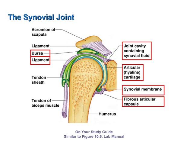 Synovial Joint Shoulder Diagram