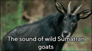 SUARA KAMBING HUTAN #THESoundofwildsumatrangoats