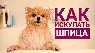 КАК ИСКУПАТЬ ШПИЦА?/Купаем шпица Фенечку