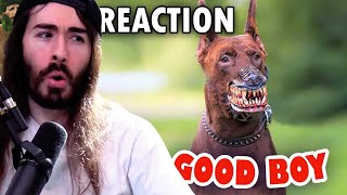 Most Illegal Dog Type in the World! - moistcr1tikal reacts