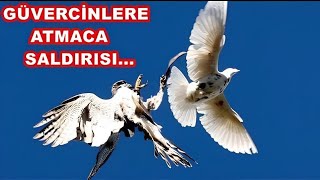 Atmaca Saldirisi Yaşadik Kuşlarimizdan Bi̇ri̇ Çok Ağir Yara Aldi Acaba İyi̇leşecek Mi̇ ?