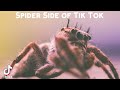 Spider Side of Tik Tok