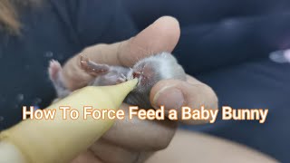 Rabbit Mother Not Feeding  How To Force Feed a Baby Bunny
