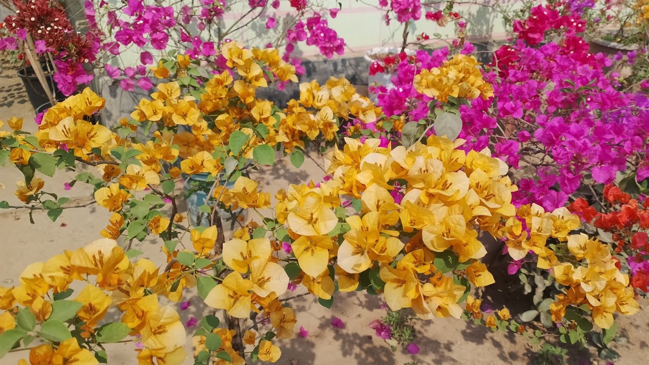 Ramram id ongoba bange baljokode silaia 🌿 #bougainvilleafloweringtips  