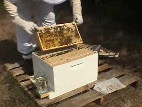 Beavers Beekeeping 3rd Hive Check (Brood!)