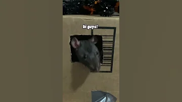 Common Pet Rat Noises 