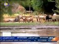 محمود تاور حياتي حلوة