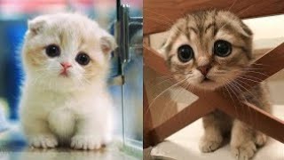 Baby Cats -Cute and Funny Cat Videos                  Compilation   # 0 1 Aww Animals