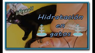 Como ayudar a tu gato a estar más hidratado 💦💦😸