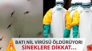 Bati Ni̇l Vi̇rüsü Nedi̇r? Evde 5 Daki̇kada Si̇nek Kovucu Tari̇fi̇