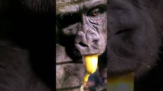 That's One Way To Eat A Banana! #Gorilla #Eating  #Asmr #Satisfying