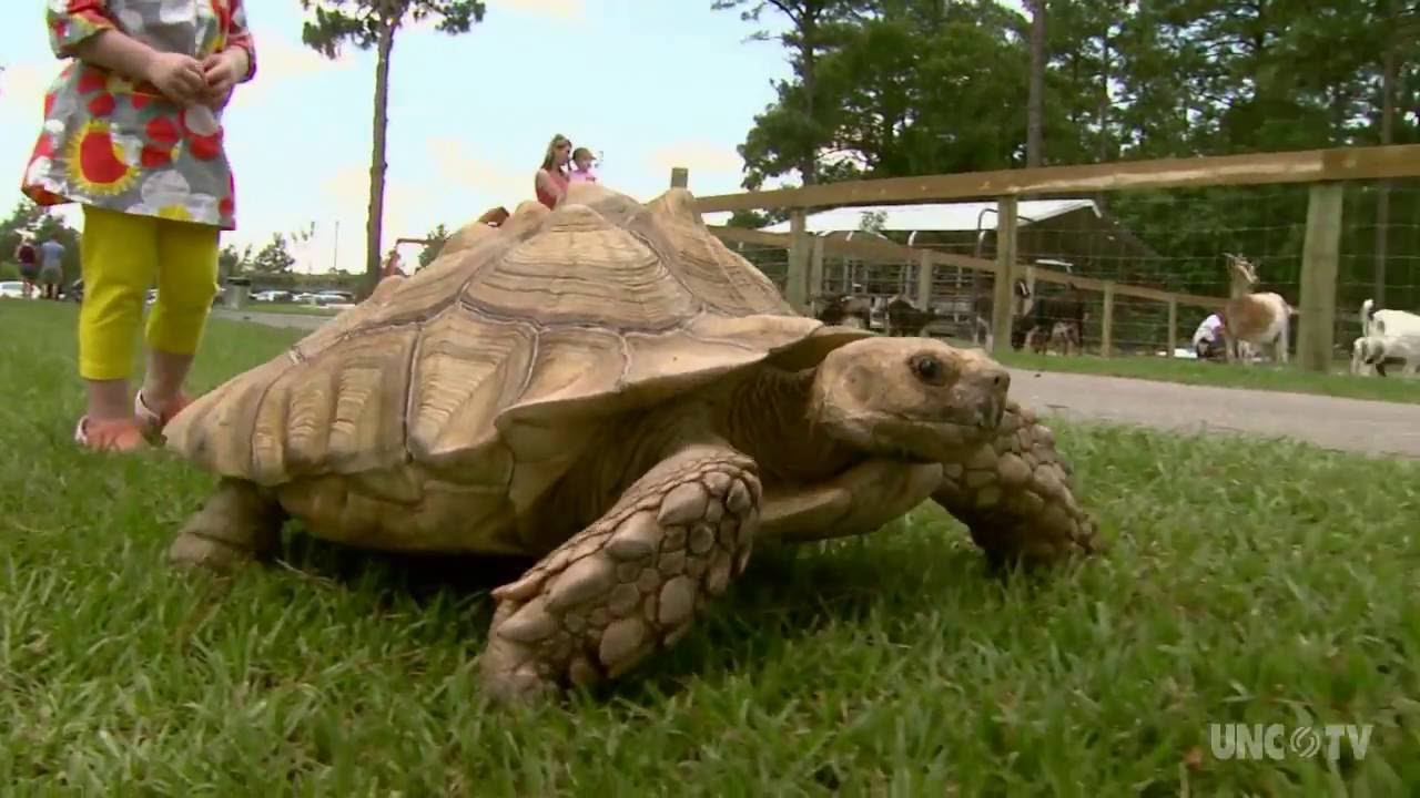 Aloha Safari Zoo NC Weekend UNCTV YouTube
