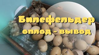 Билефельдер - оплод и вывод. Жизнь в деревне.