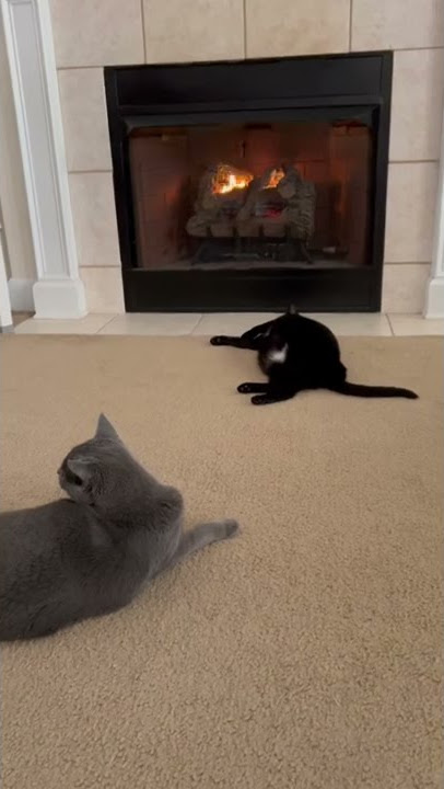 Cats first time seeing the fireplace #shorts