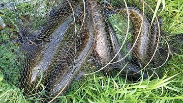 Câu Cá Lóc Bằng Mồi Nhái Giả Chính Xác Và Hiệu Quả | Korea Snakehead || #dhtchannel