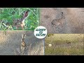 Заяц-Русак в дикой природе (Херсонская область)