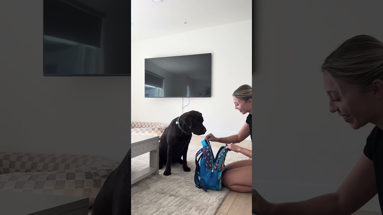 What’s in my dogs bag 🤣 