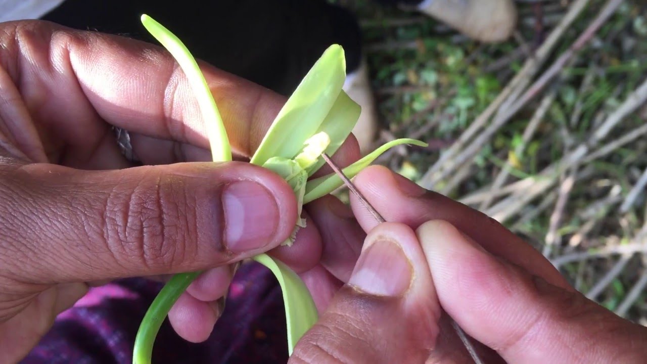 Vanille, comment "marier" une fleur de vanille - YouTube