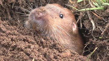 Gopher MBO blog