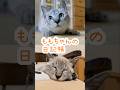 世界一積極的な子猫の日記帳＃ネコ＃子猫