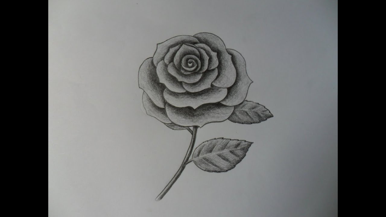 Como dibujar una Rosa, improvisá fácil. How to draw a rose,  improvising it. Very easy. - thptnganamst.edu.vn