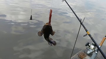 Câu cá Ngát, mang ếch | Chuyến câu một mình, thu hoạch thành công | Sông Nước Cần Giờ - Châu Huỳnh.