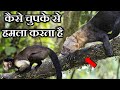 TAYRA जानवर इतने खतरनाक क्यों होते हैं ? WHY ARE TAYRA ANIMALS SO DANGEROUS ?