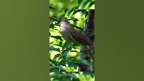Singing nightingale || The best bird song || #shorts #birds